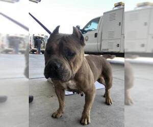 American Staffordshire Terrier Dogs for adoption in Bakersfield, CA, USA