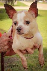 Medium Photo #11 Chihuahua Puppy For Sale in Lake Jackson, TX, USA