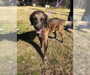 Catahoula Leopard Dog Dogs for adoption in Bauxite, AR, USA