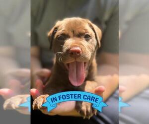 Labrador Retriever-Unknown Mix Dogs for adoption in Tallahassee, FL, USA
