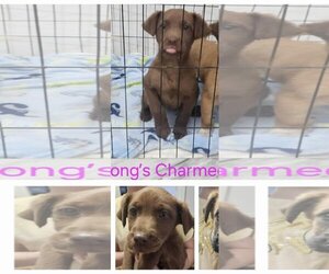 Labrador Retriever-Unknown Mix Dogs for adoption in Stephens City, VA, USA