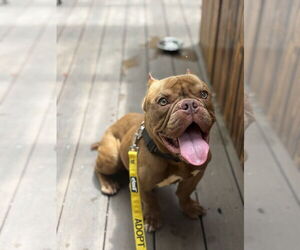 American Staffordshire Terrier-Unknown Mix Dogs for adoption in Derwood, MD, USA