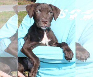 Chocolate Labrador retriever-Unknown Mix Dogs for adoption in Prattville, AL, USA
