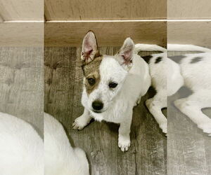 Huskies -Unknown Mix Dogs for adoption in Sandy, UT, USA