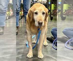 Labrador Retriever Dogs for adoption in St. Louis Park, MN, USA