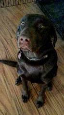 Labrador Retriever Dogs for adoption in Springfield, IL, USA