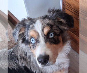 Aussie Pyrenees Dogs for adoption in Cookeville, TN, USA