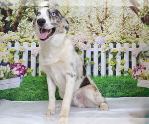 Australian Shepherd-Unknown Mix Dogs for adoption in Oroville, CA, USA