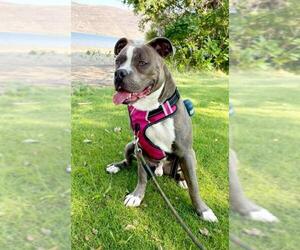 American Pit Bull Terrier-Unknown Mix Dogs for adoption in Yakima, WA, USA