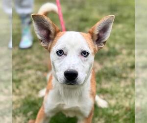 Collie-Unknown Mix Dogs for adoption in Yardley, PA, USA