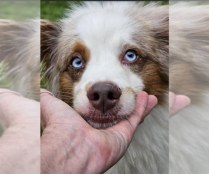 Australian Shepherd-Unknown Mix Dogs for adoption in Cranston, RI, USA