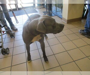 American Pit Bull Terrier Dogs for adoption in Ocala, FL, USA