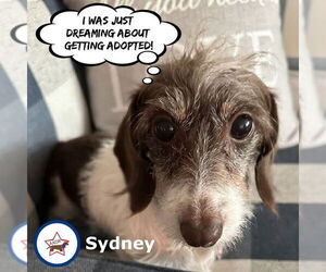 Dachshund Dogs for adoption in Shelbyville, TN, USA