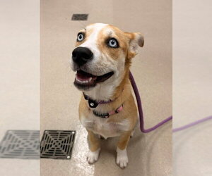 Labsky Dogs for adoption in Baytown, TX, USA