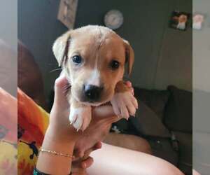 Labrador Retriever-Unknown Mix Dogs for adoption in New London, WI, USA