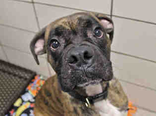 Boxer Dogs for adoption in Fort Wayne, IN, USA