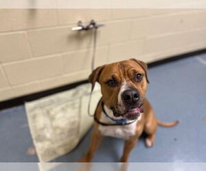 American Staffordshire Terrier Dogs for adoption in Denver, CO, USA