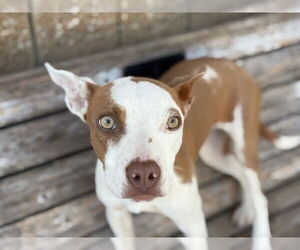 Mutt Dogs for adoption in Tulsa, OK, USA