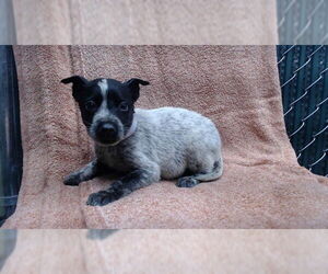 Mutt Dogs for adoption in Downey, CA, USA