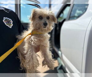 Mutt Dogs for adoption in HESPERIA, CA, USA