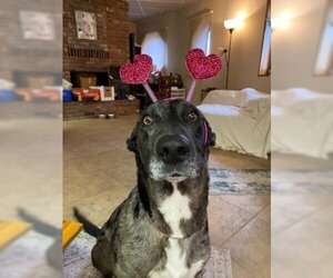 Catahoula Leopard Dog-Unknown Mix Dogs for adoption in Pullman, WA, USA