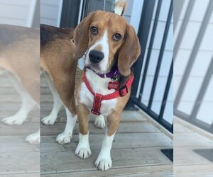 Beagle Dogs for adoption in Calgary, Alberta, Canada