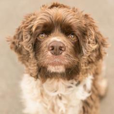 Cocker Spaniel Dogs for adoption in Roanoke, VA, USA