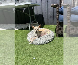 Chihuahua Dogs for adoption in San Diego , CA, USA