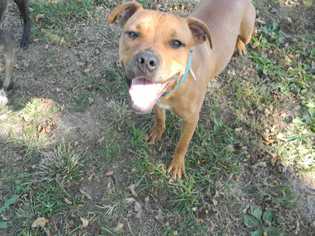 Boxer Dogs for adoption in Foristell, MO, USA