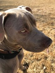 Unknown-Weimaraner Mix Dogs for adoption in Hudson, CO, USA