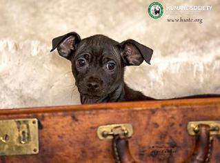 Miniature Pinscher Dogs for adoption in Jamestown, CA, USA