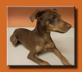 Medium Photo #1 Doxie-Pin Puppy For Sale in Wakefield, RI, USA