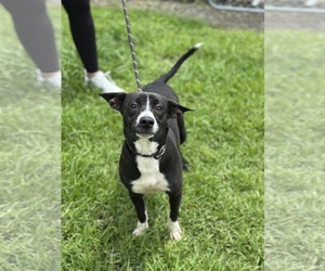 Mutt Dogs for adoption in Oakhurst, NJ, USA