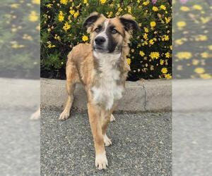 Australian Shepherd Dogs for adoption in Jackson, CA, USA