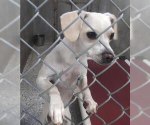 Beagle-Unknown Mix Dogs for adoption in Lodi, CA, USA