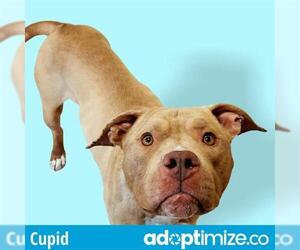 Staffordshire Bull Terrier Dogs for adoption in Clyde, NC, USA