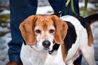 Medium Photo #1 Beagle Puppy For Sale in Millersville, MD, USA