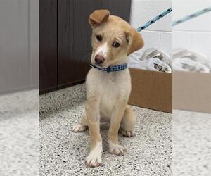 --Border Collie Mix Dogs for adoption in Canfield, OH, USA