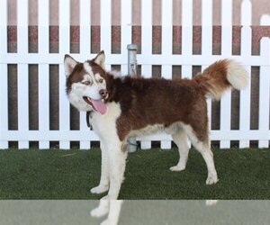 Alaskan Malamute Dogs for adoption in Modesto, CA, USA