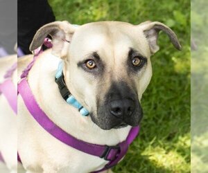 Black Mouth Cur Dogs for adoption in Middletown, RI, USA