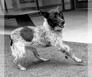 Australian Cattle Dog Dogs for adoption in San Martin, CA, USA