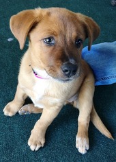 Chow Chow-Labrador Retriever Mix Dogs for adoption in DeLand, FL, USA