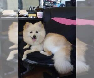 Pomeranian Dogs for adoption in YARDLEY, PA, USA