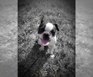 Faux Frenchbo Bulldog Dogs for adoption in St. Louis Park, MN, USA