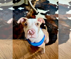 American Pit Bull Terrier-Australian Shepherd Mix Dogs for adoption in Germantown, OH, USA