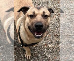 Basset Hound-Unknown Mix Dogs for adoption in Woodland, CA, USA