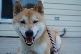 Shiba Inu Dogs for adoption in Island Lake, IL, USA