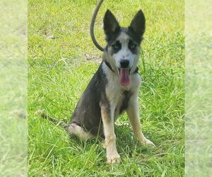 Siberian Husky-Unknown Mix Dogs for adoption in Wetumpka, AL, USA