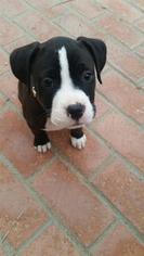 Medium Photo #1 American Pit Bull Terrier-Unknown Mix Puppy For Sale in Lake Arrowhead, CA, USA