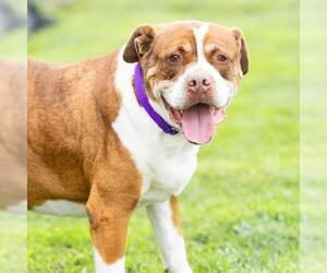 American Pit Bull Terrier Dogs for adoption in Camarillo, CA, USA